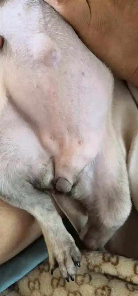 狗狗肚皮下方有一块皮肤鼓起来了怎么回事?