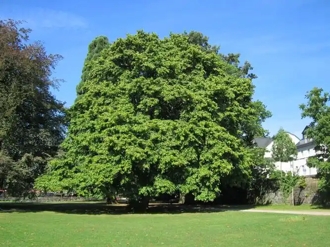 【转载】世界上最美的20种树