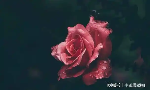 我愿赌服输从今以后我不会再打扰你了