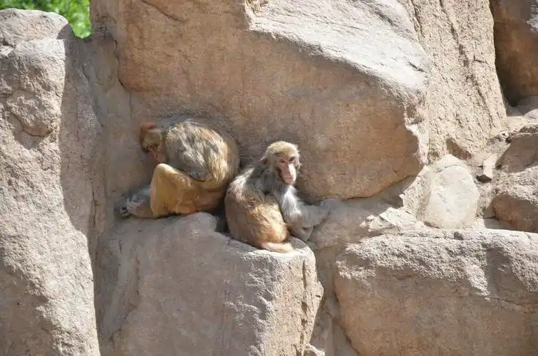 周至县华龙小学"西安秦岭野生动物园"研学旅行在大自然中感受快乐!