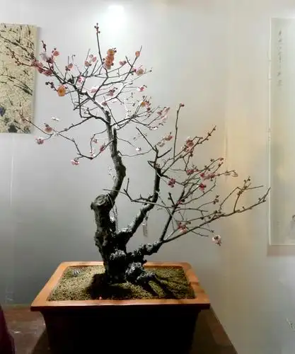 梅花盆景精品