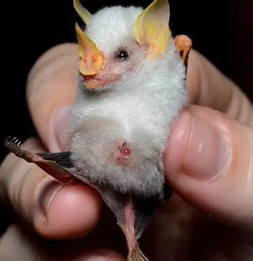 世界上最稀有的蝙蝠,洪都拉斯幽灵蝙蝠(浑身都是白色)