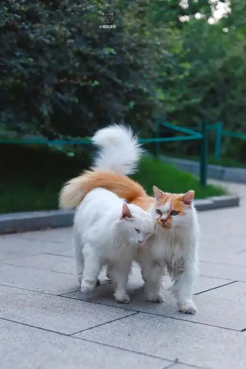 米拍摄影师猫贼 创作  猫族秀恩爱全过程被偷拍……  小猫咪们都懈＃