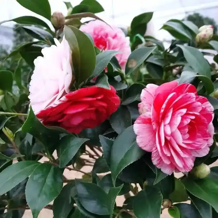 七仙女 香茶花 花碧桃 甘贝尔 玉玲珑 六角大红 粉东洋茶  - 抖音