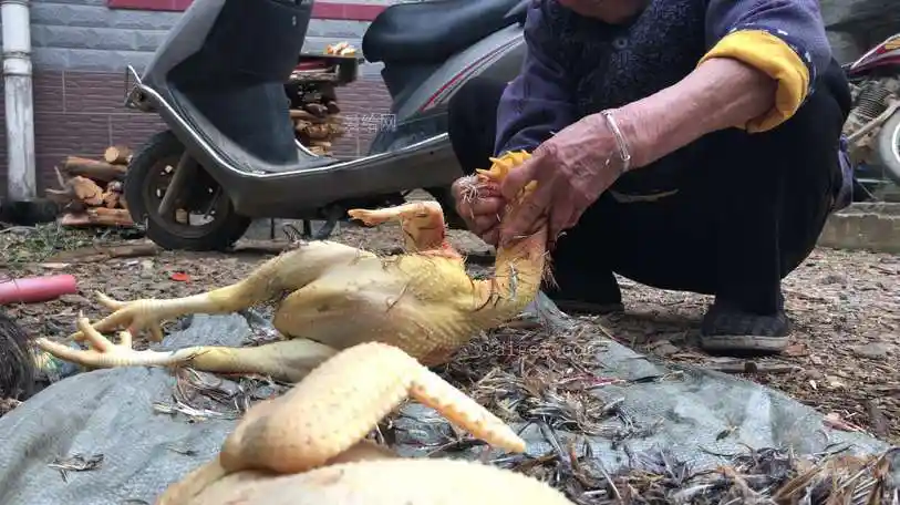 过年杀鸡拔毛摄影