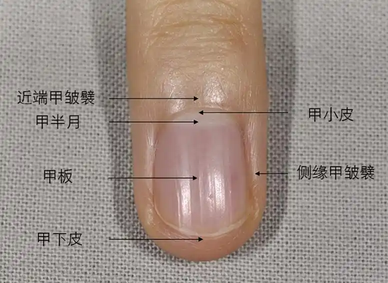 做个指甲大概多少钱这里有一份儿童甲病大全