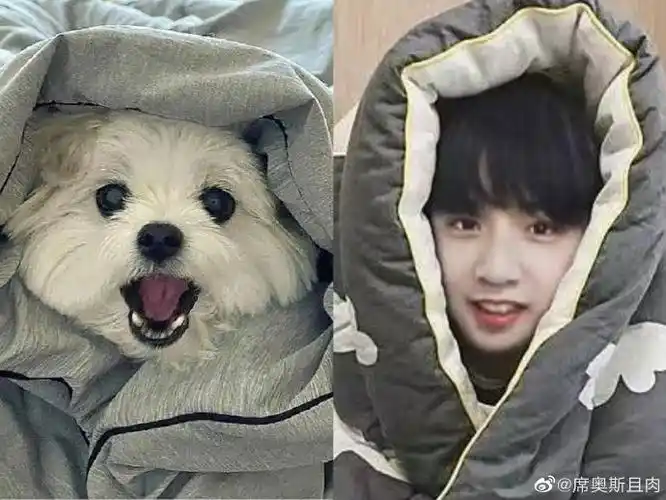 说给刘耀文的晚安心语