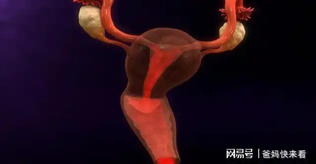 生孩子治痛经,生完就不疼了?假的!|子宫|经血|内膜_网易订阅