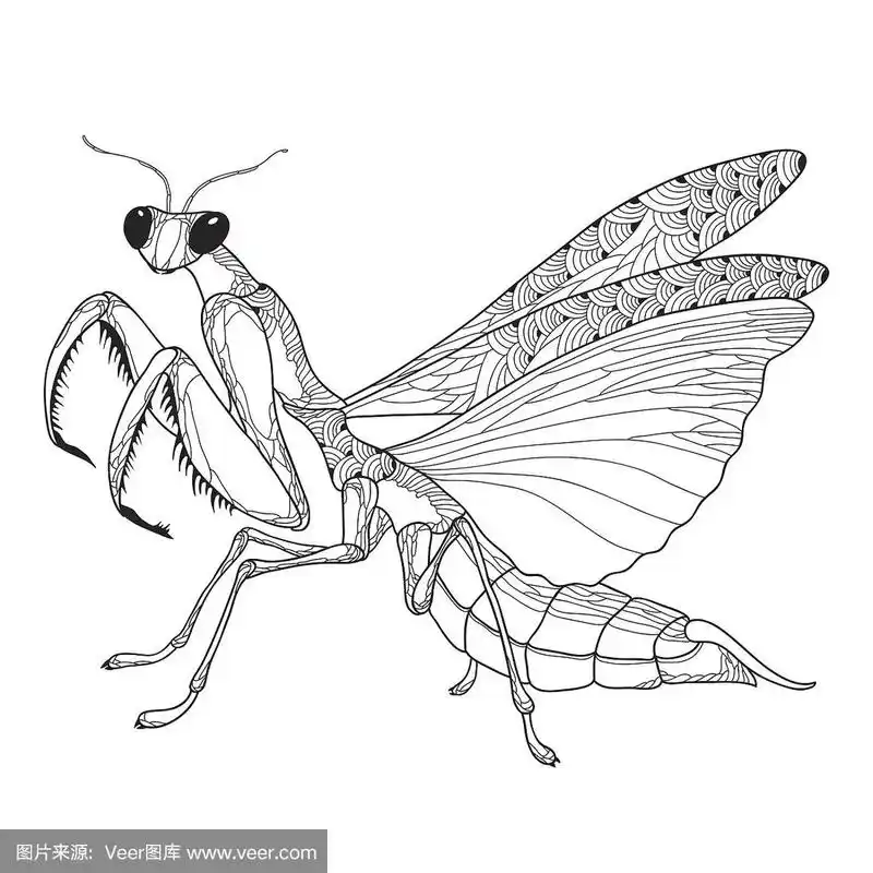 螳螂,白色背景,分离着色,华丽的,美术工艺