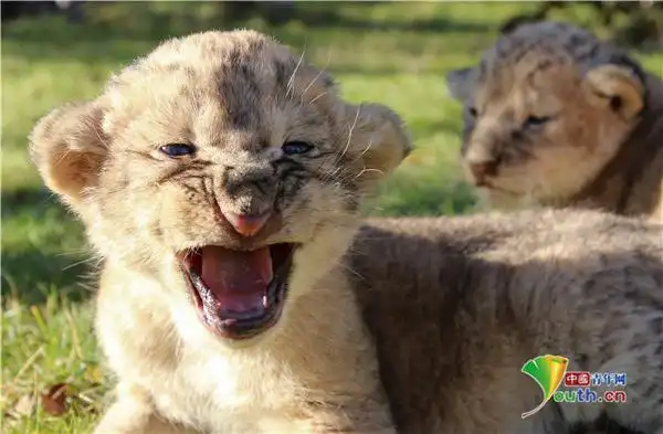 克里米亚狮子宝宝出生仅5天眯眯眼打哈欠太呆萌
