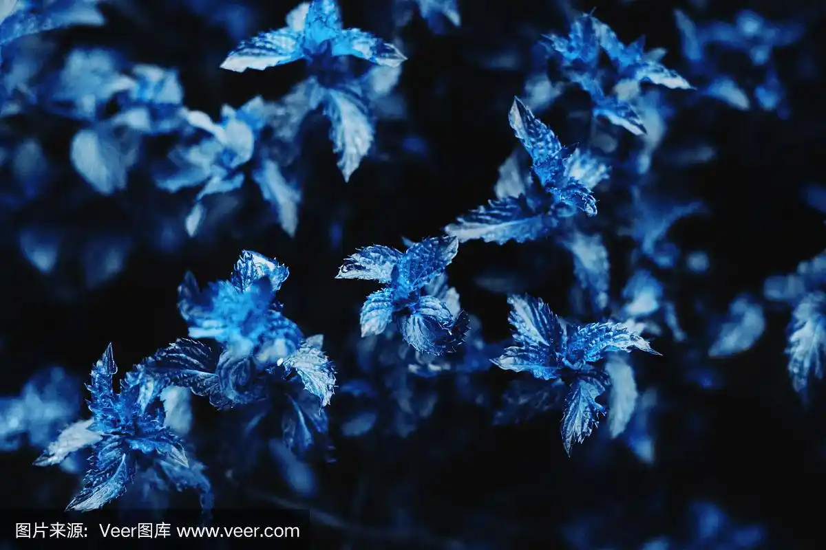 薄荷色调的蓝色.