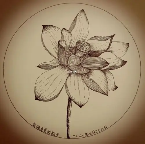 黑白线描针管笔荷花