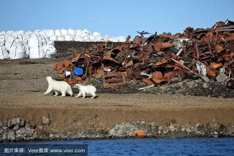 北极熊在北极的生存
