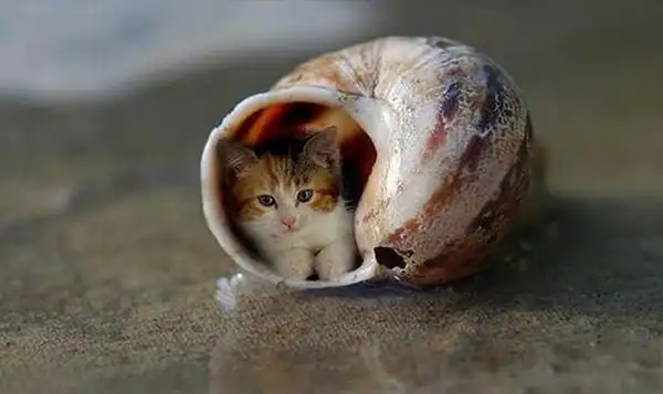 谁知道世界上最小的猫叫什么