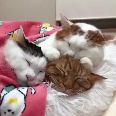 挤在一起睡觉,太舒服了!