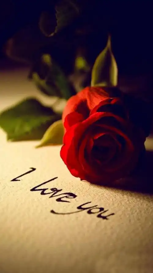 玫瑰花图片大全(唯美玫瑰花手机壁纸)