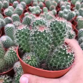 稀有群生红花锦丸实生猩猩丸仙人球掌多肉植物防辐射盆栽耐旱新手