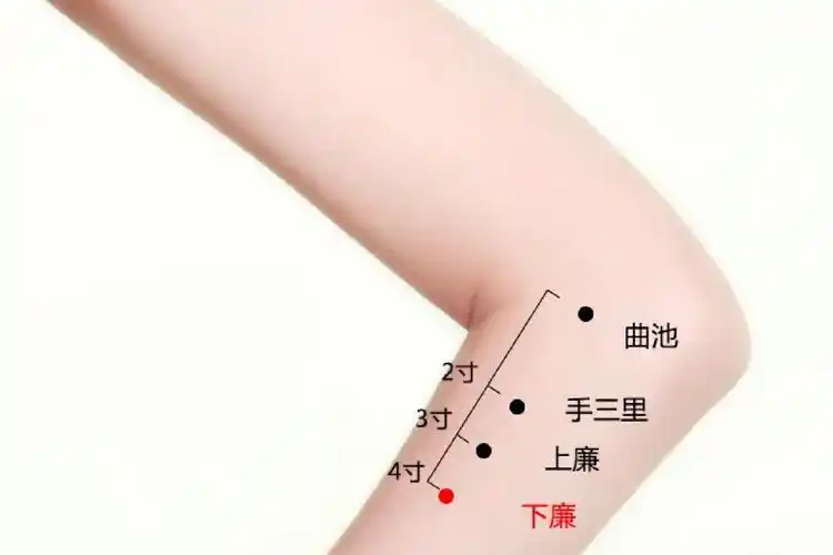 下廉的准确位置位于前臂侧立位肘横纹下4寸处曲池与阳溪的连线上.