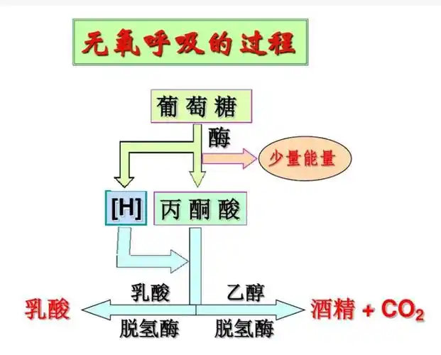 但是由于缺乏了氧气的供给,这些细胞只能进行无氧呼吸.