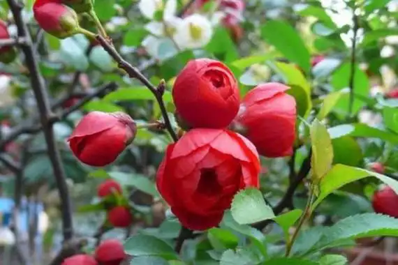 二,鹿角的的养殖注意事项