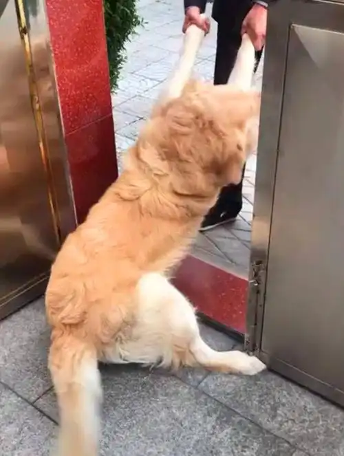 金毛睡梦中被肉香惊醒钻进邻居家要吃的死皮赖脸拖都拖不走