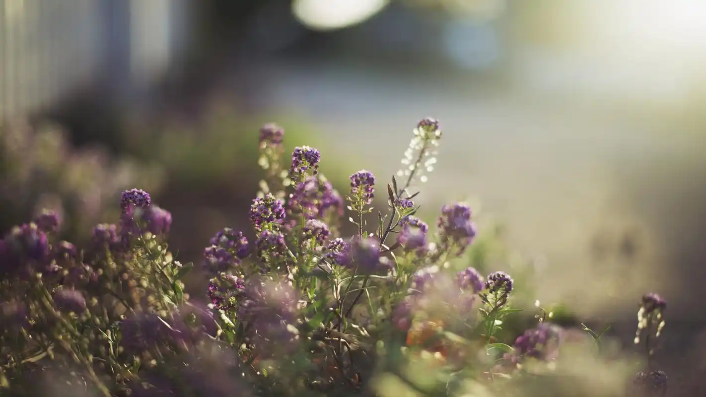 绿色护眼花卉植物高清唯美意境图片壁纸