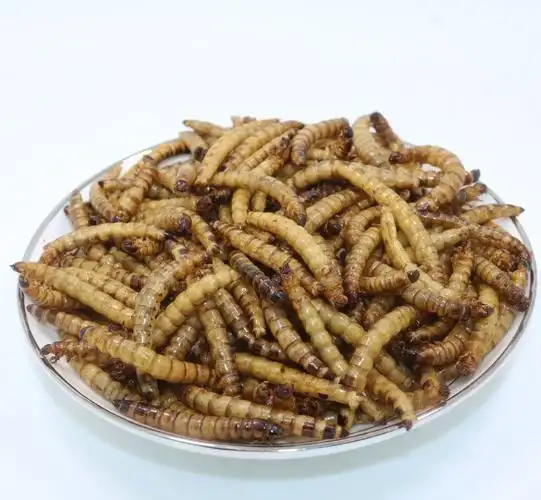 厂家批发宠物饲料大麦虫干新鲜烘干大麦虫子鸟龟松鼠零食宠物食品