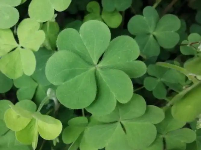 拜托一次发现两片四叶草超酷的好吧