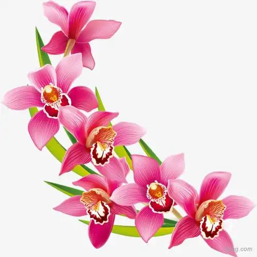 粉色美丽花枝png素材透明免抠图片-装饰效果