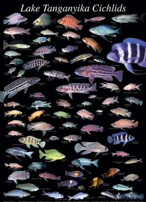 三湖慈鲷坦鲷外形鉴别