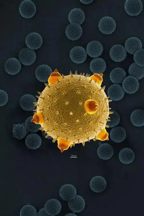 画面逐渐放大放大再放大植物里有新世界