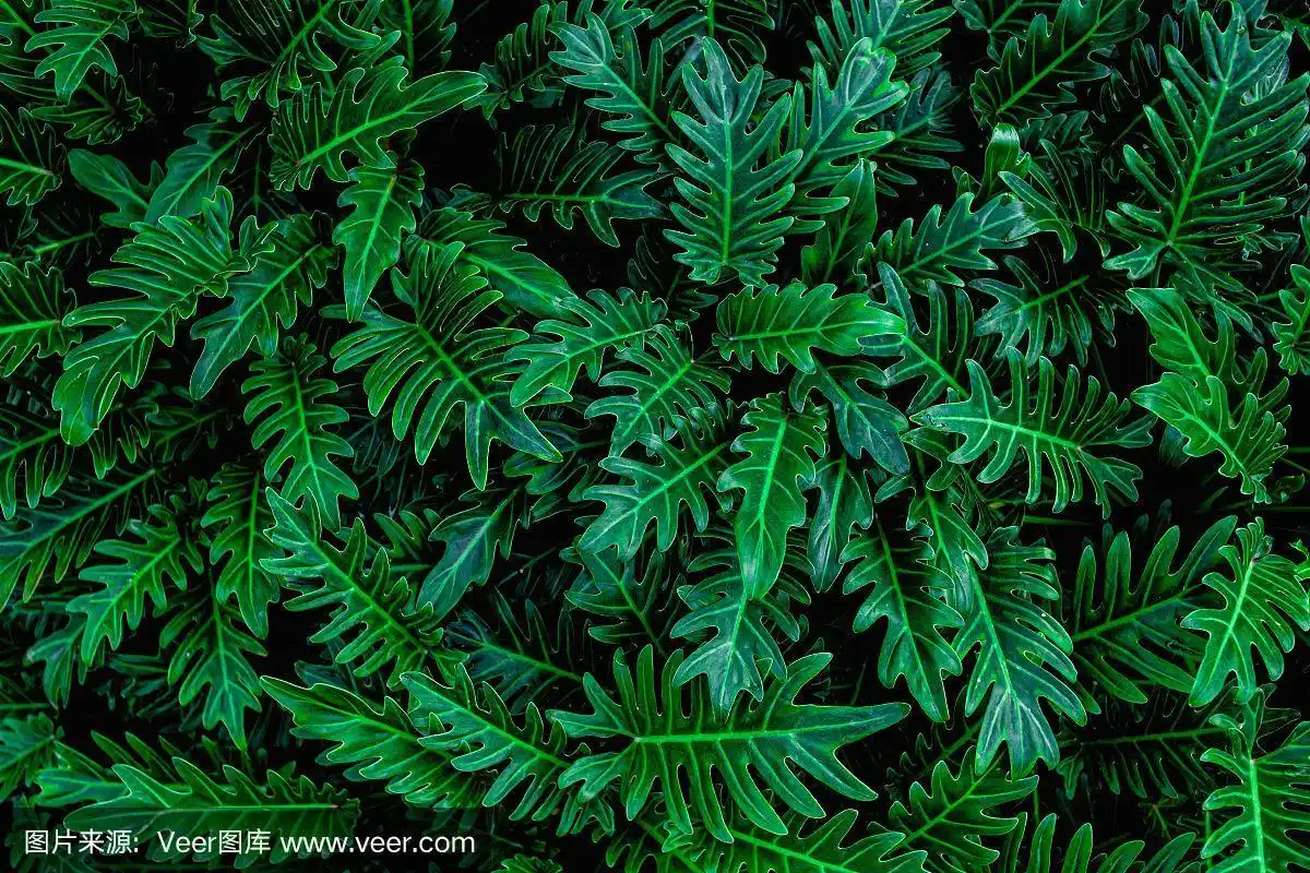 摘要深绿色蕨叶背景