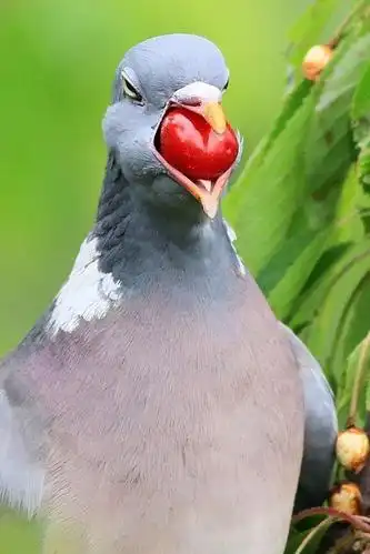 动物也搞怪, 十三张有趣的动物图片.