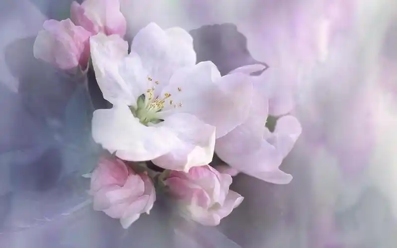 春天唯美花卉植物高清桌面壁纸