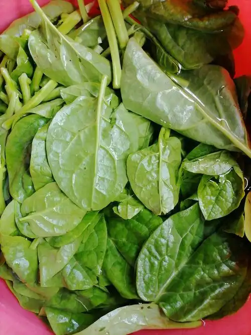 鲜美的木耳菜,口感特别滑嫩