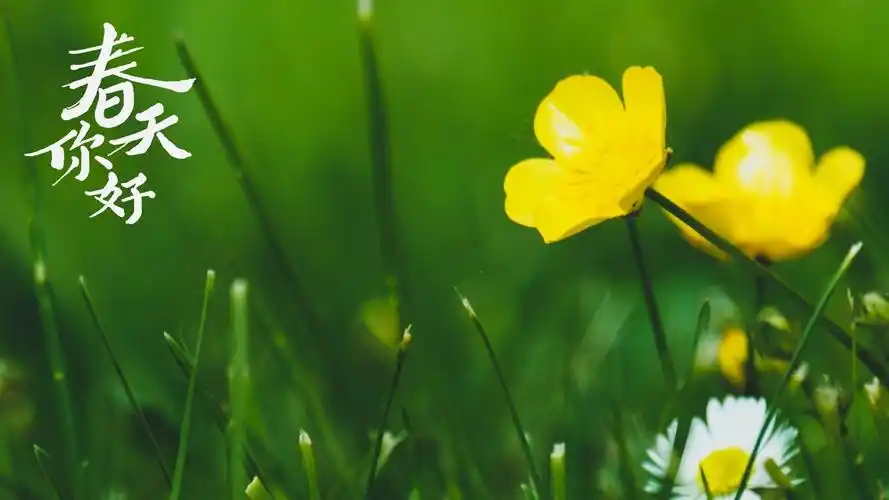 你好春天小清新淡雅风光