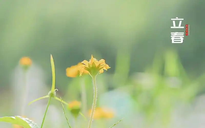 电脑壁纸 节日 节日合集 立春时节清新唯美风光