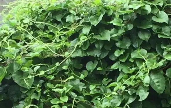 野三七3,食用价值.