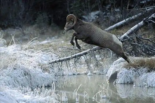 大角羊,跳跃,上方,水,落基山脉,北美
