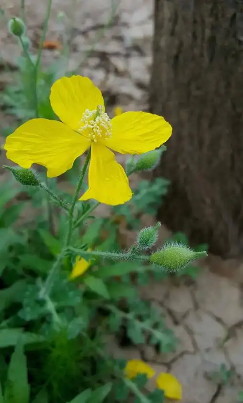 白屈菜chelidoniummajus