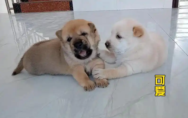 刚出生23天的小奶狗,一只憨厚老实一只爱干架,萌萌的真可爱