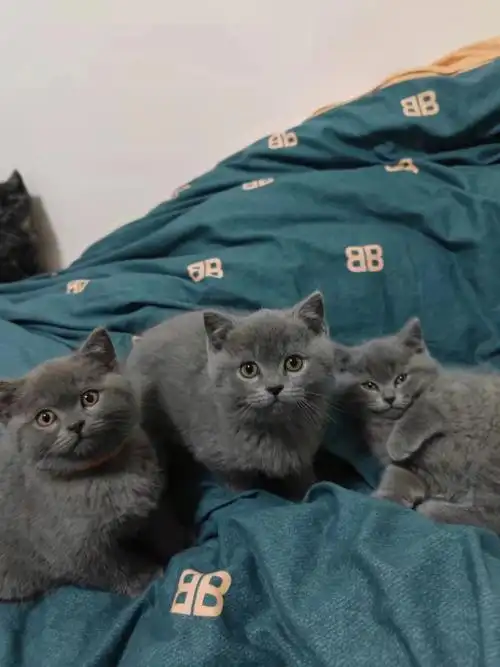 蓝猫英短幼猫