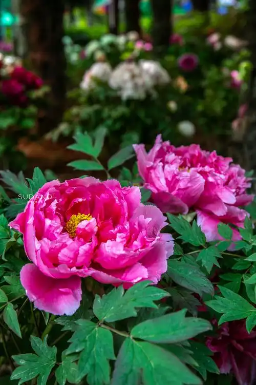 图片[17]-洛阳牡丹介绍 (洛阳牡丹甲天下)-欣欣百科网