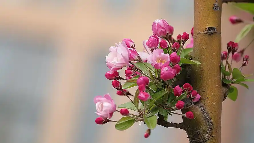 西府海棠查看大图曝光:1/320 sec光圈:f5快门:1/317 seciso:250曝光