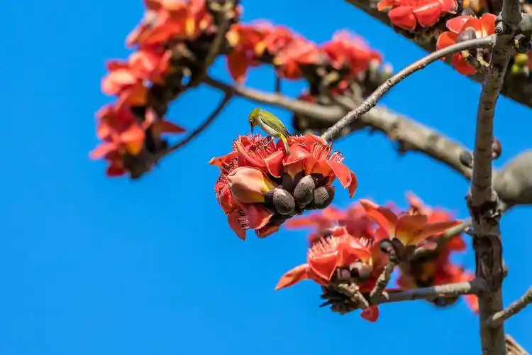 春节赏春来滨海湾_花海_木棉花_鲜花