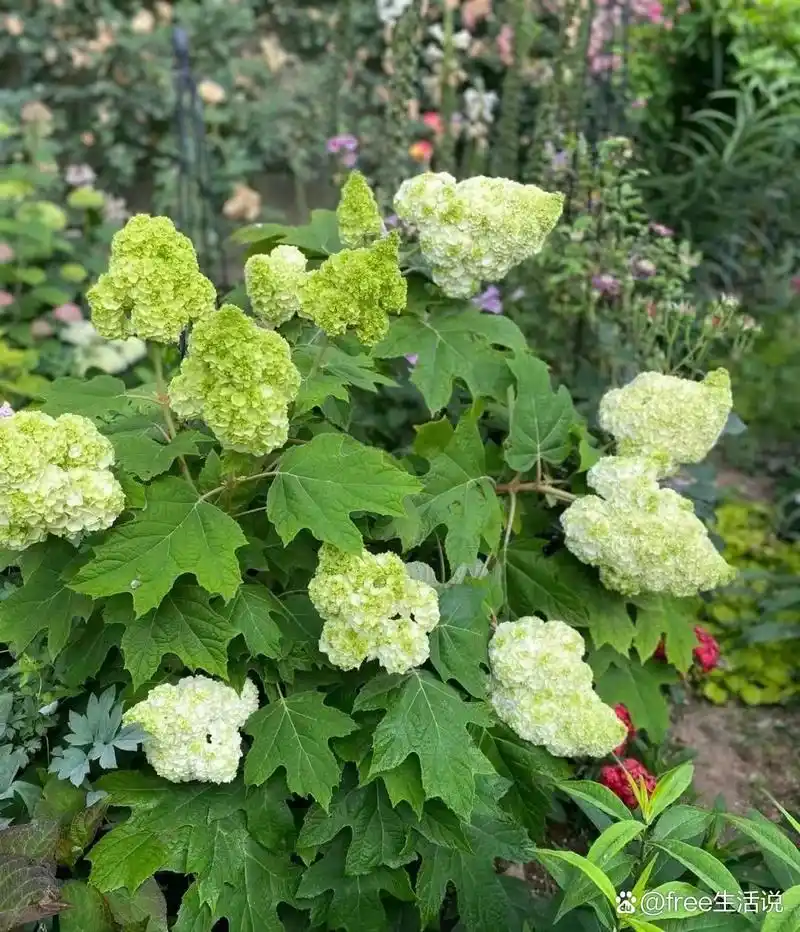 栎叶绣球"和声" 花球硕大,颜值超高. 栎叶绣球和声(哈曼尼) hydrange