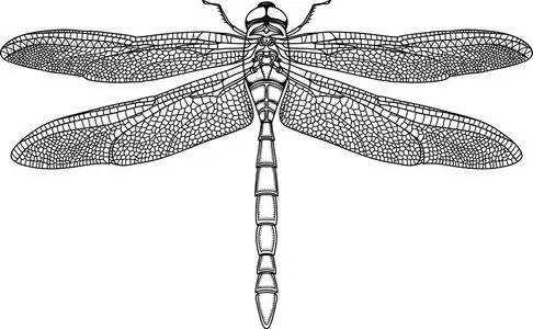 分离出的白色背景上的黑色蜻蜓.手绘矢量图照片