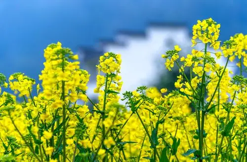 婺源图片大全_婺源风景图片/景点照片/旅游摄影【驴妈妈攻略】