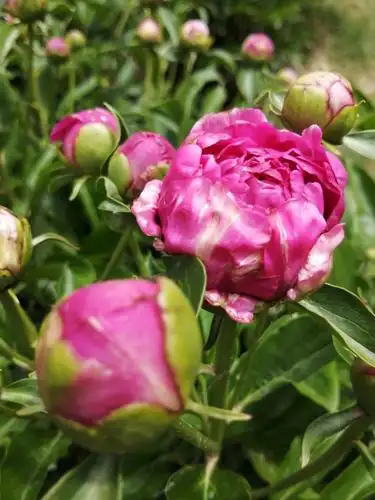 其它 芍药花 写美篇芍药花, 是草本,花朵大,而且色彩鲜艳,真有貌似