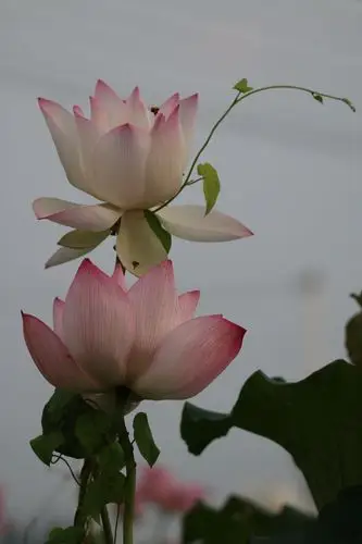 兰溪常满塘,日出荷花香.